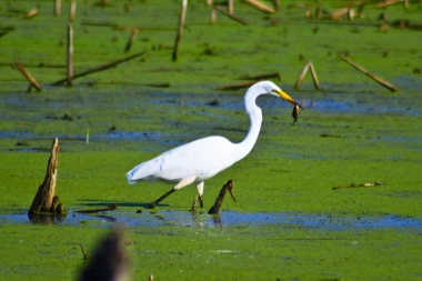 Egret with Fish in Mouth