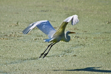 Egret takes Flight